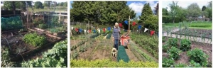 Veg Patch PR Third Row, Middle